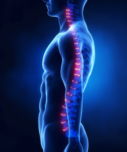 Backbone intervertebral disc anatomy lateral view